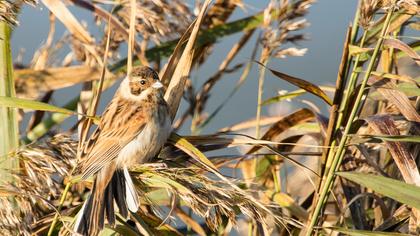 Bataklık Kirazkuşu
