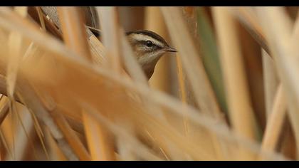 Bıyıklı kamışçın