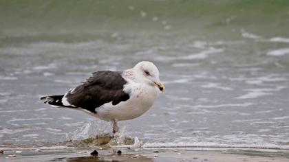Büyük karasırtlı martı