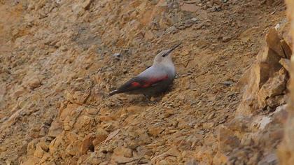 Duvar tırmaşıkkuşu