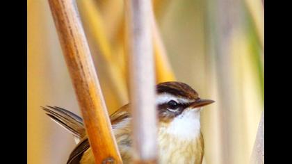 Bıyıklı kamışçın