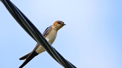 Kızıl kırlangıç