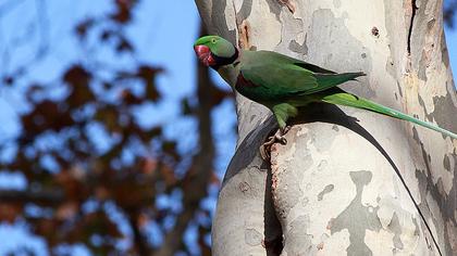 İskender papağanı