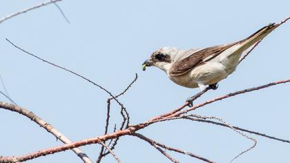 Lesser Grey Shrike