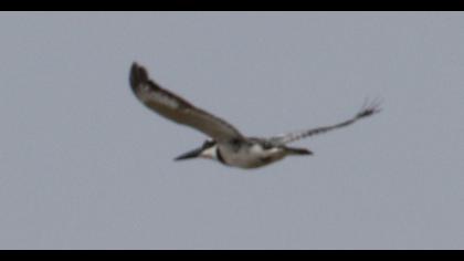 Alaca yalıçapkını