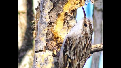 Bahçe tırmaşıkkuşu