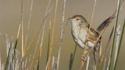 Dikkuyruklu ötleğen