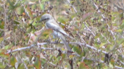 Maskeli örümcekkuşu