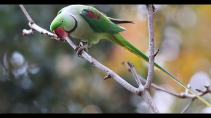 İskender papağanı