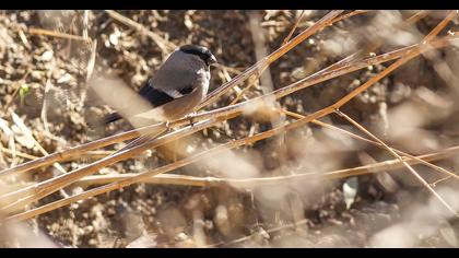 Eurasian Bullfinch