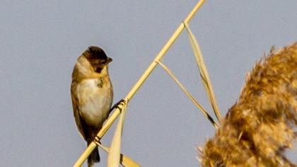 Bataklık Kirazkuşu