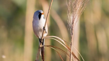 Bıyıklı baştankara