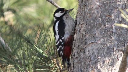 Orman alaca ağaçkakanı