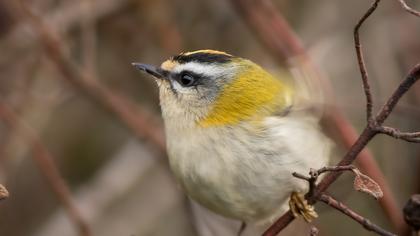 Sürmeli çalıkuşu