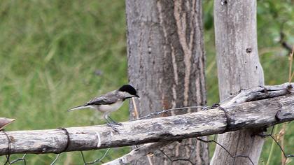 Akyanaklı baştankara