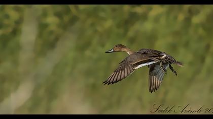 Northern Pintail