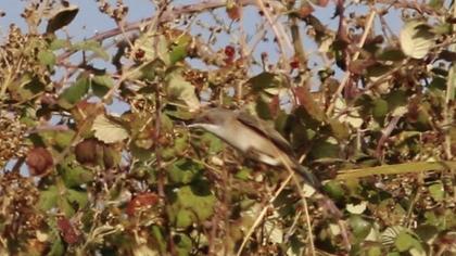 Bıyıklı ötleğen