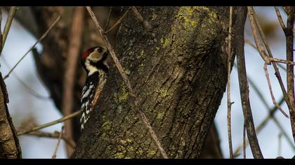 Aksırtlı ağaçkakan