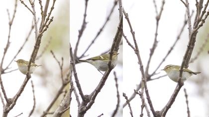 Sarıkaşlı çıvgın