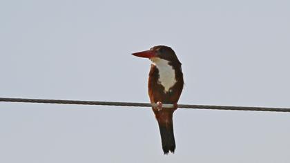 İzmir yalıçapkını