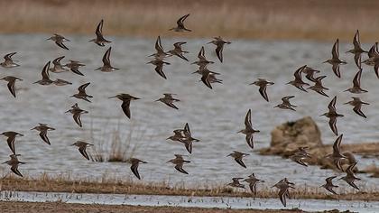 Karakarınlı kumkuşu