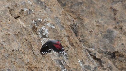 Duvar tırmaşıkkuşu