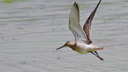 Kıyı çamurçulluğu
