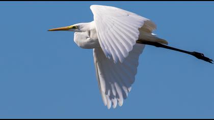 Büyük ak balıkçıl