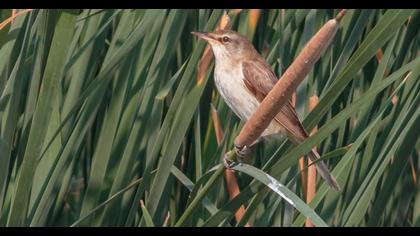 Büyük kamışçın