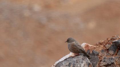Büyük dağbülbülü