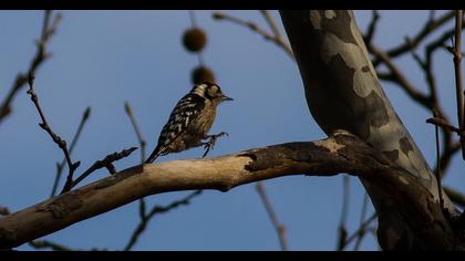 Küçük ağaçkakan