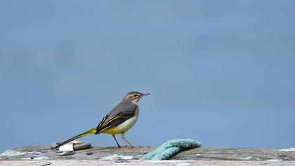 Dağ kuyruksallayanı