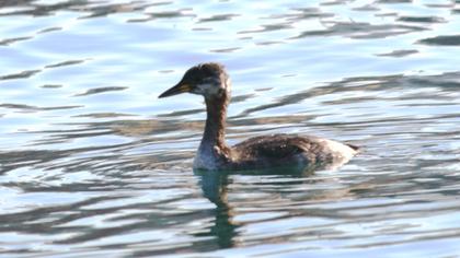 Kızılboyunlu batağan