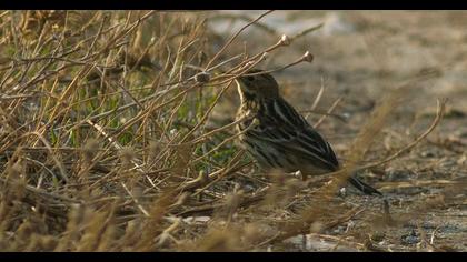 Kızılgerdanlı incirkuşu
