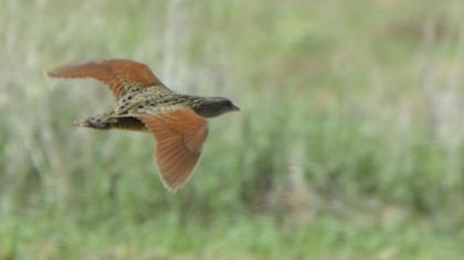 Bıldırcınkılavuzu