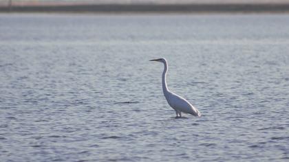 Büyük ak balıkçıl