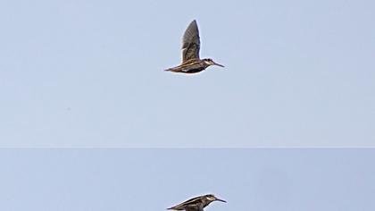 Küçük suçulluğu