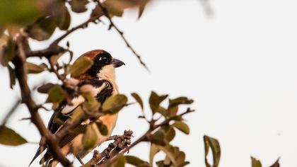 Kızılbaşlı örümcekkuşu