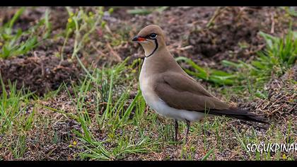Bataklıkkırlangıcı