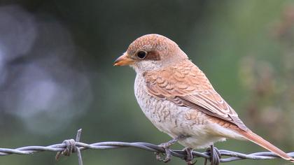 Kızılsırtlı örümcekkuşu