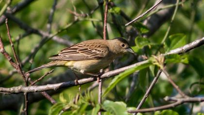 Karabaşlı kirazkuşu