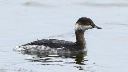 Karaboyunlu batağan