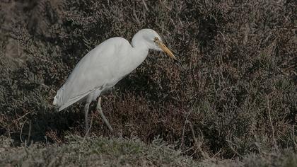 Western Cattle Egret