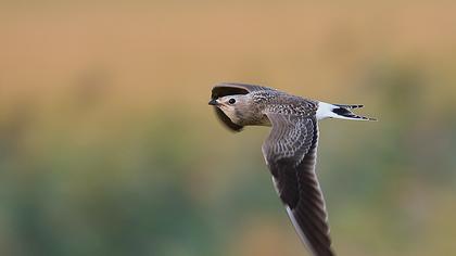 Bataklıkkırlangıcı