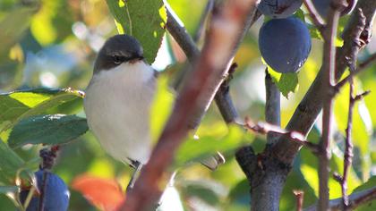 Küçük akgerdanlı ötleğen