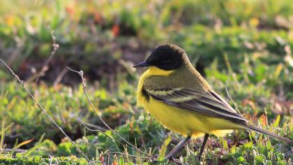 Sarı kuyruksallayan