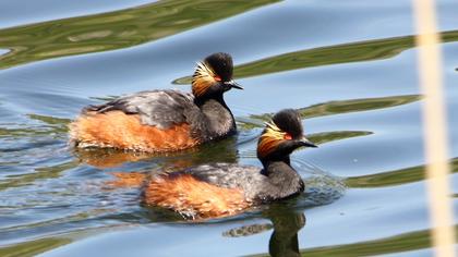 Karaboyunlu batağan
