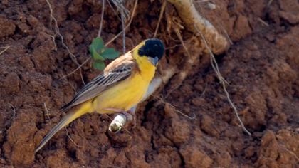 Karabaşlı kirazkuşu