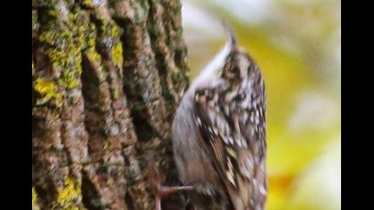 Bahçe tırmaşıkkuşu