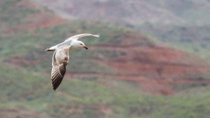 Van gölü martısı
